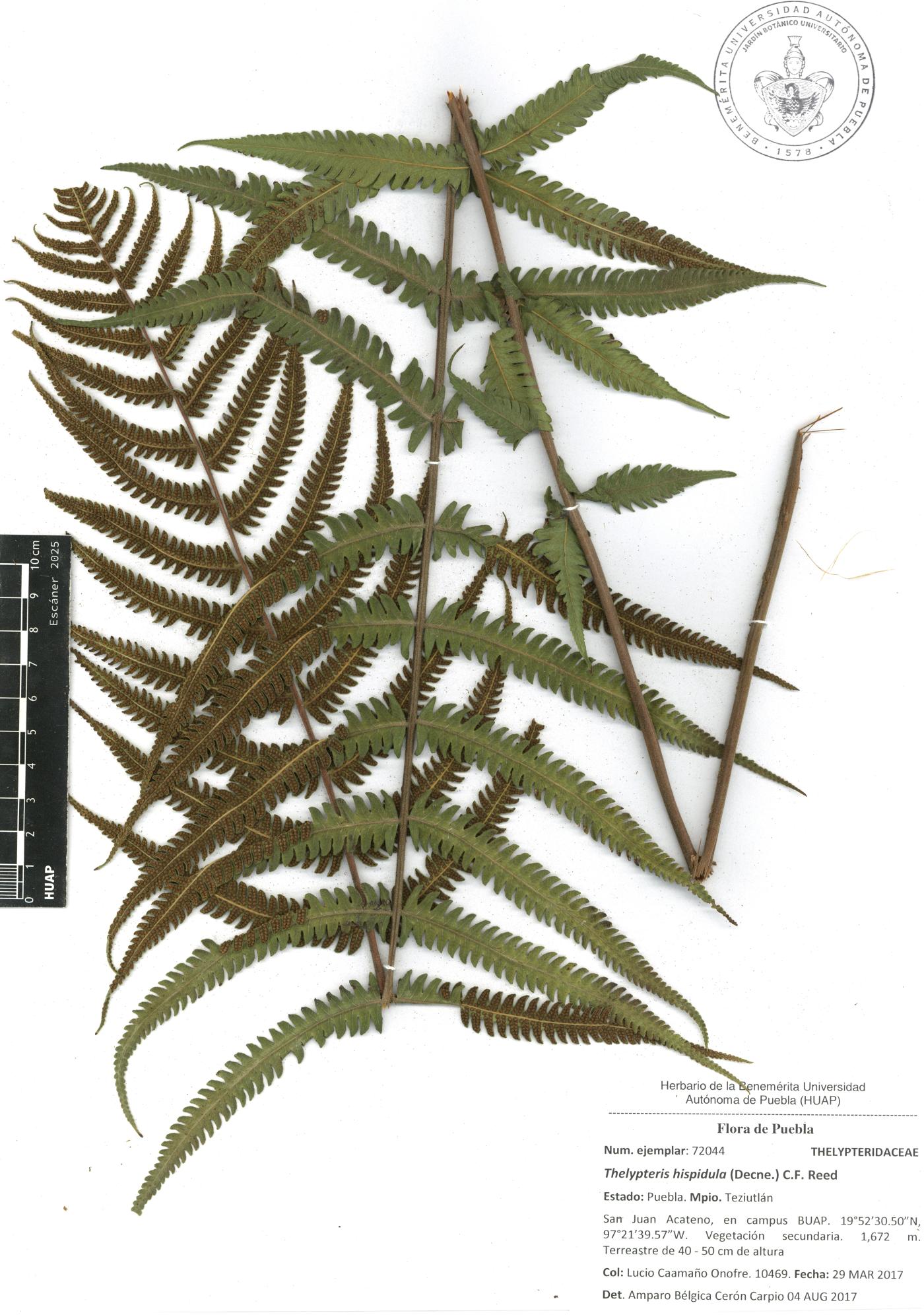 Christella hispidula image